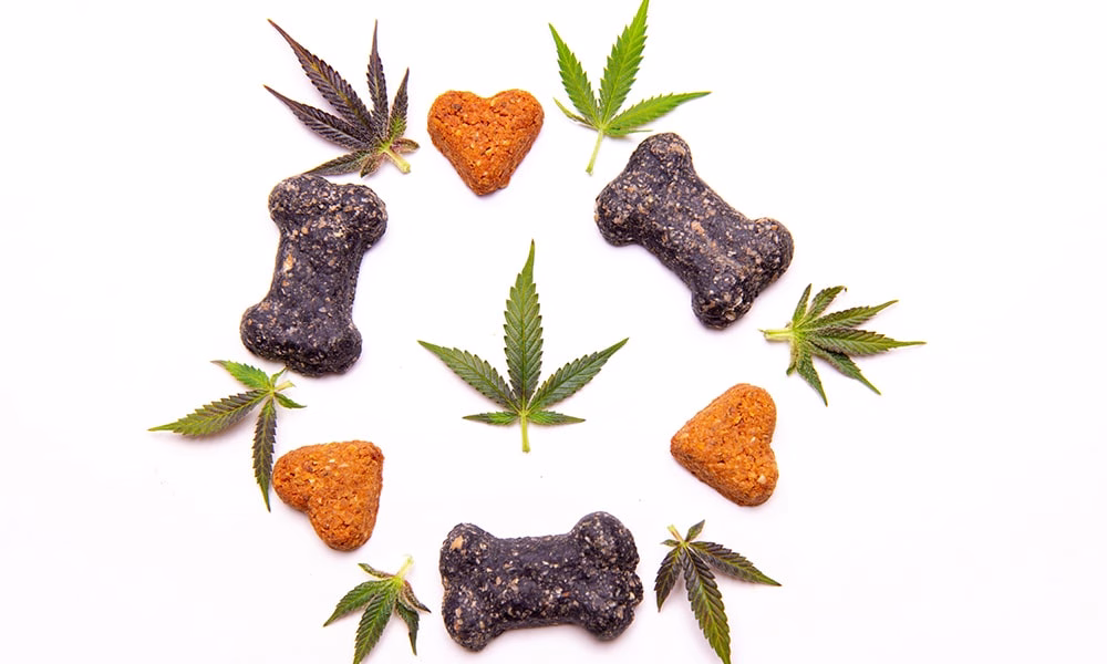 cannabis-infused