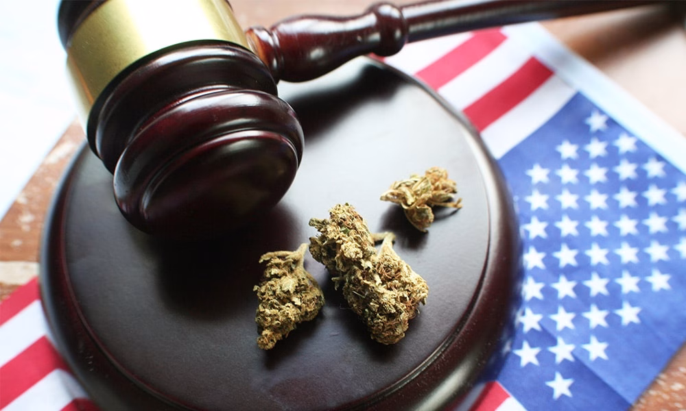 federal cannabis news