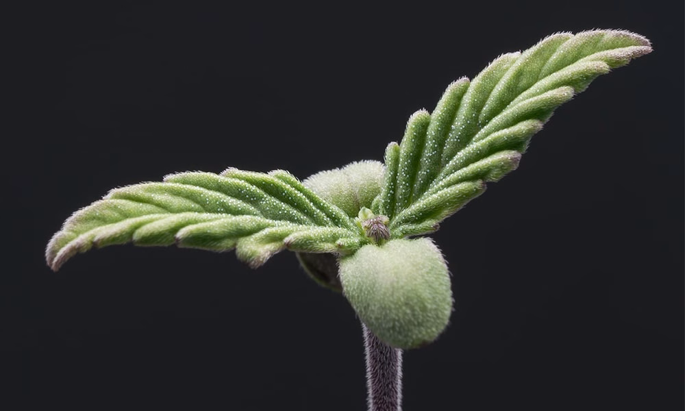 history of cannabis