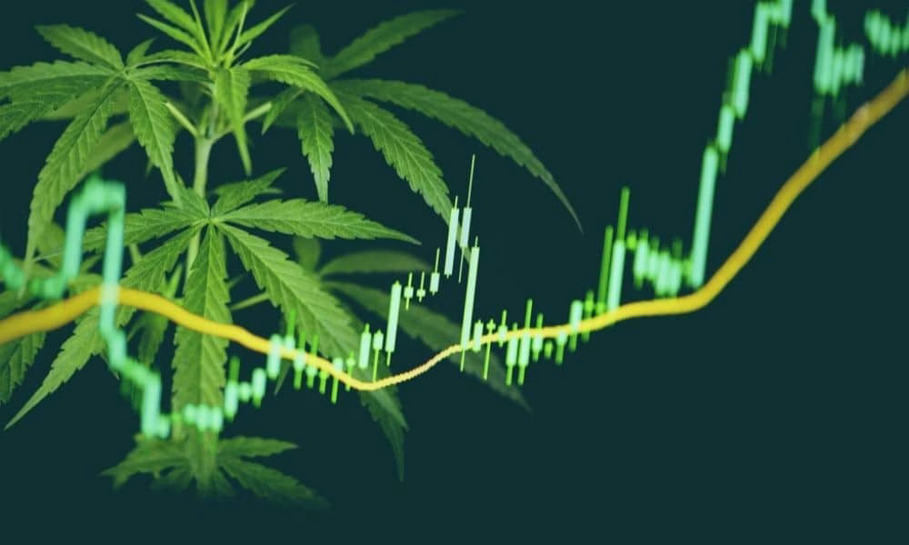 cannabis market