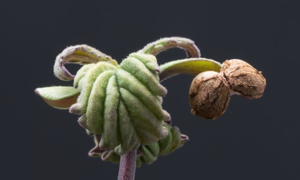 new cannabis strains