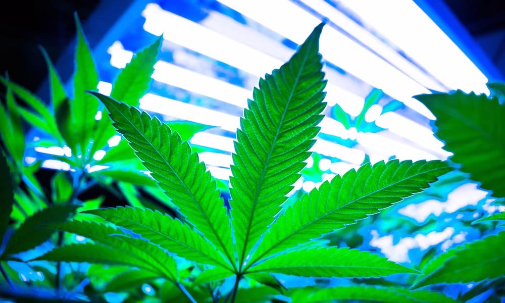 jobs in the weed industry
