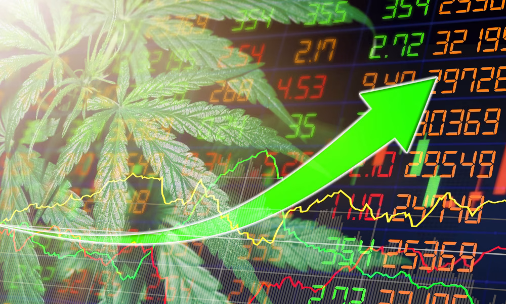 new cannabis industry growth