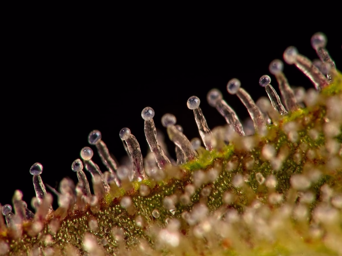 Close-up macro image of trichomes on a cannabis plant leaf, showing glandular structures